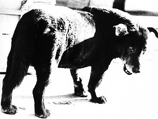 6──森山大道「三沢の犬」（1971） 引用出典＝『日本の写真家 37  森山大道』（岩波書店、1997）