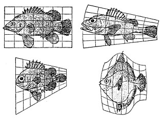 座標変換から生じる生体変形のモデル 引用図版＝ダーシー・トムソン『生物とかたち』 （東京大学出版会、1973）