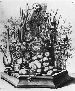 25. F・ルイシュによる骸骨の盆景 解剖学的なランドスケープ。