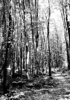 2──松之山の「美人林」 筆者撮影